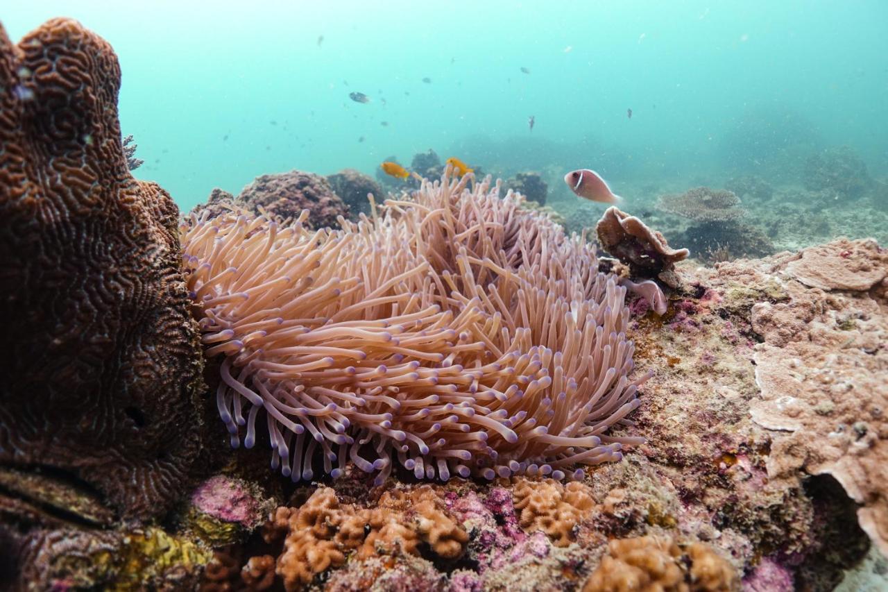 Hydronauts Diving Resort - كو تاو المظهر الخارجي الصورة